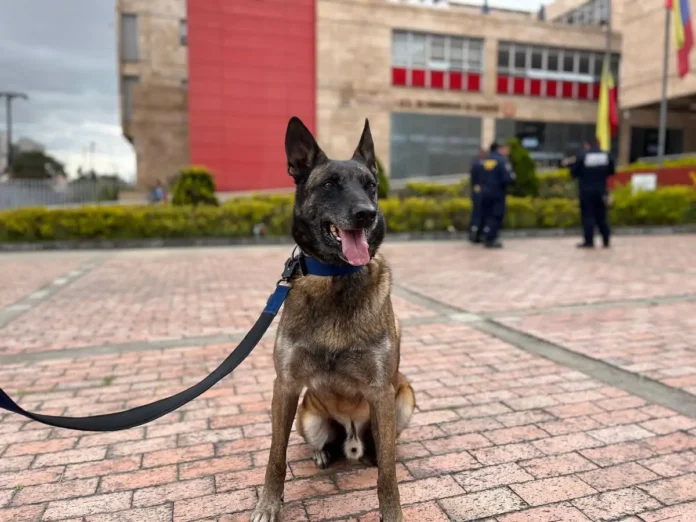 colombia-envia-64-rescatistas-y-un-perro-bombero-a-venezuela