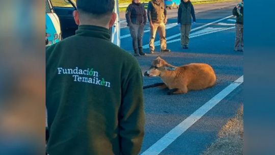 asi-rescataron-a-un-ciervo-de-los-pantanos-en-plena-autopista-panamericana