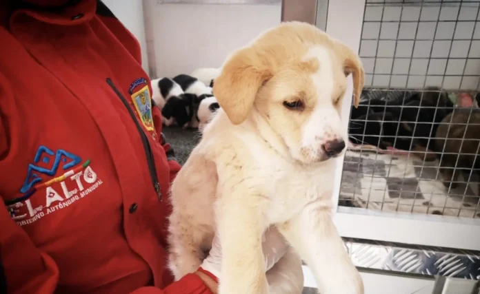 el-alto:-recomiendan-abrir-y-vacunar-a-sus-mascotas-ante-la-ola-de-frio