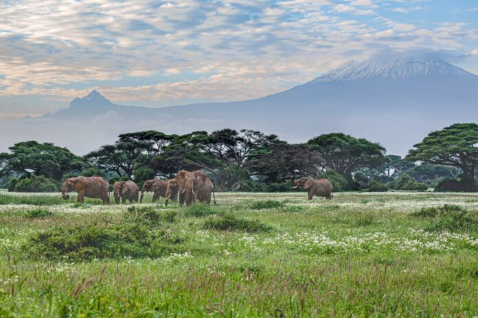 kenia-y-tanzania-se-unen-para-proteger-la-vida-silvestre-compartida