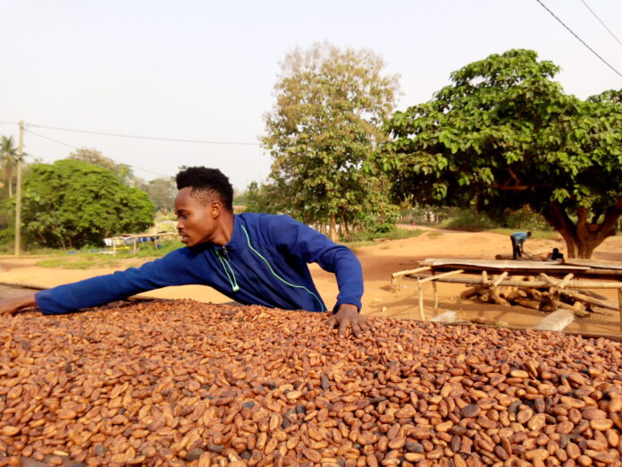 ghana-y-costa-de-marfil-unen-fuerzas-para-fijar-el-precio-del-cacao