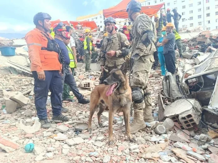 perros-rescatistas-tienen-un-papel-protagonico-tras-el-doble-terremoto-en-venezuela