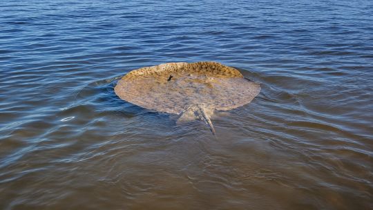 el-extrano-comportamiento-de-una-raya-gigante-en-esquina-sorprendio-a-los-pescadores