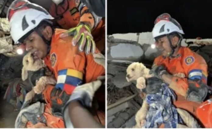 equipo-salvadoreno-rescato-a-giselle,-perrita-que-estuvo-5-dias-entre-los-escombros-en-caraballeda