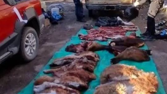 detienen-a-3-cazadores-furtivos-con-una-tonelada-de-carne-faenada-y-un-arsenal-de-armas