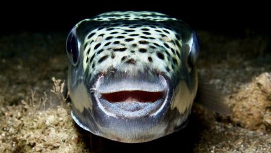 pagan-a-los-pescadores-para-eliminar-el-pez-globo,-una-especie-invasora-que-amenaza-la-pesca