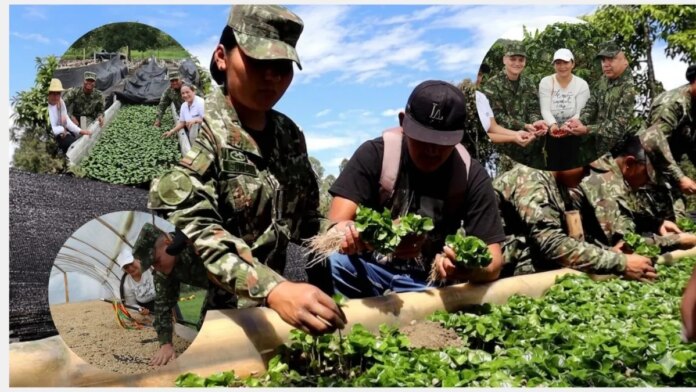 en-el-cauca-siembran-el-‘cafe-de-la-paz’:-esta-es-la-iniciativa-de-sustitucion-de-cultivos-ilicitos-del-ejercito-y-cafeteros-para-las-comunidades