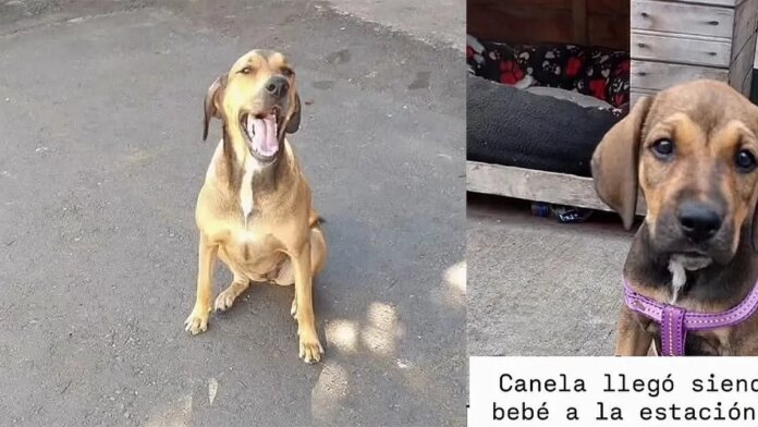 ‘canela’,-la-perrita-comunitaria-se-queda-en-la-estacion-de-policia-de-medellin:-federico-gutierrez-confirmo-la-noticia-tras-denuncia-de-desalojo