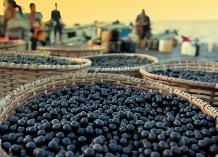 brasil-mapea-el-genoma-del-acai,-apostando-por-su-futuro-superalimento