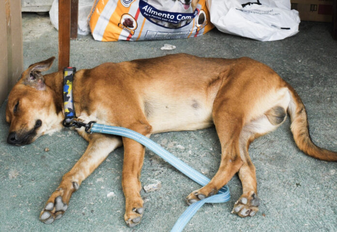 el-miedo-no-termina-para-los-animales-sobrevivientes-de-los-terremotos