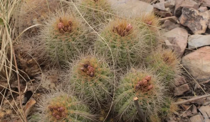 reaparece-en-el-parque-kaa-iya-un-cactus-que-solo-existe-en-bolivia