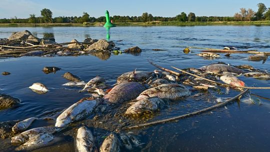 alerta:-miles-de-peces-murieron-tras-el-vaciado-de-un-embalse-en-plena-ola-de-calor