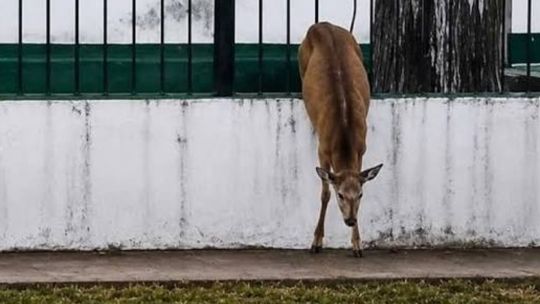 avistan-un-ciervo-axis-suelto-en-un-barrio-de-la-plata