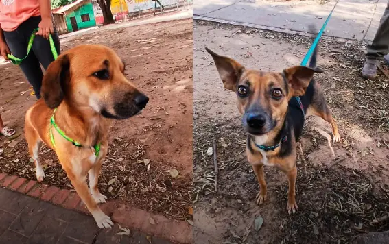 capital-crucena:-zoonosis-realiza-este-sabado-una-feria-de-adopcion-de-mascotas