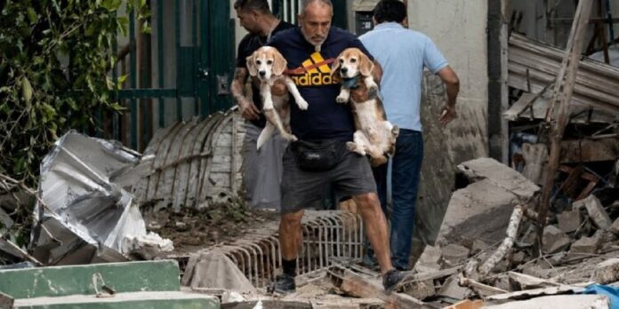 la-carrera-contra-el-tiempo-para-rescatar-a-las-mascotas-despues-de-los-terremotos.