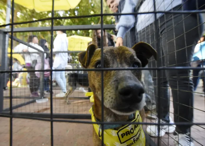 feria-de-adopcion-de-mascotas-busca-dar-un-nuevo-hogar-a-rescatados