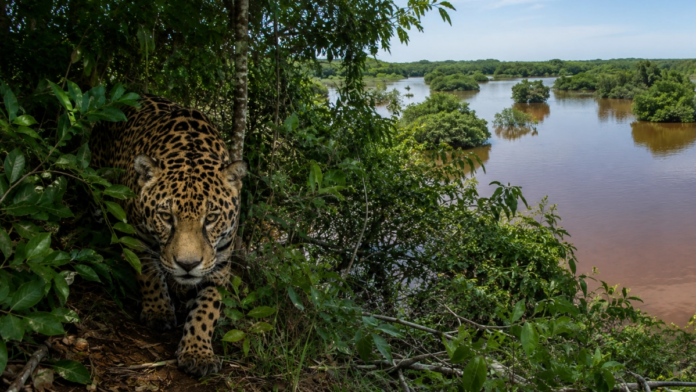 el-caribe-colombiano-va-por-millonaria-bolsa-para-proyectos-de-ciencia:-$125.000-millones-para-biodiversidad-y-bioeconomia