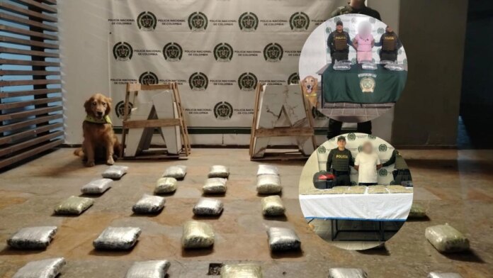 el-olfato-de-toro,-el-heroe-de-cuatro-patas,-clave-en-uno-de-los-mas-grandes-decomisos-de-drogas-en-cali:-asi-cayo-cargamento-enviado-por-mensajeria