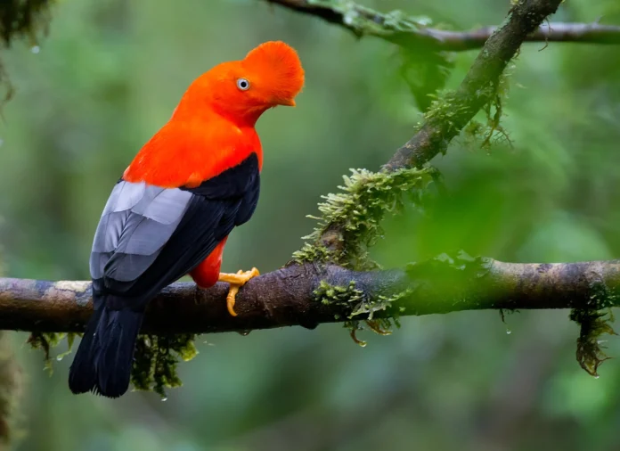 america-latina-posee-el-mejor-mapa-de-observacion-de-aves-del-mundo