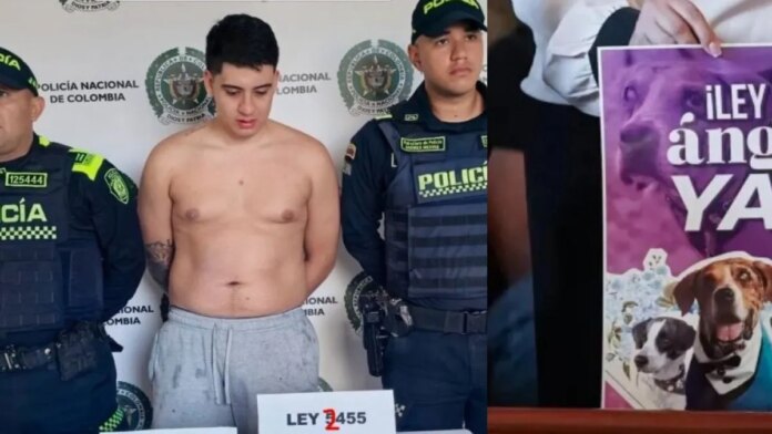 aberrante-caso-de-maltrato-animal-en-dosquebradas,-risaralda:-hombre-lanzo-la-perrita-de-su-novia-desde-un-octavo-piso
