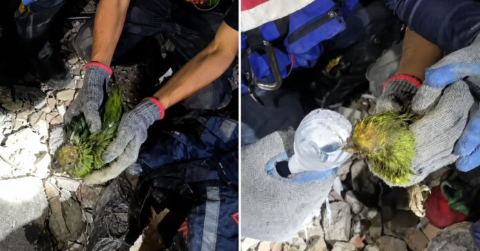 murio-panchita,-el-loro-rescatado-tras-siete-dias-bajo-los-escombros-en-la-guaira
