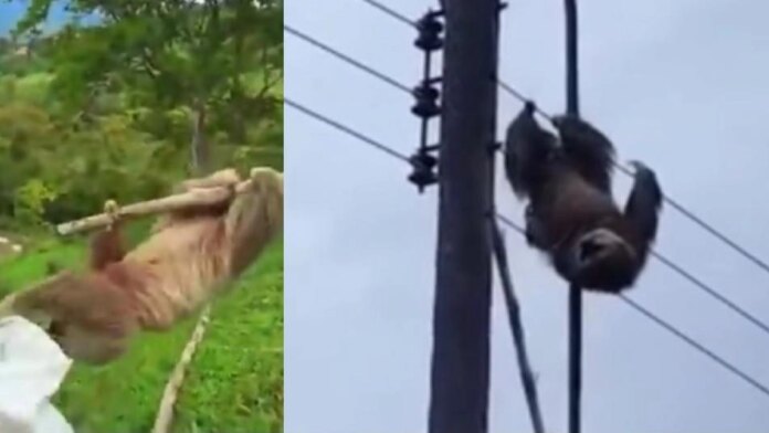 rescatan-con-vida-a-un-oso-perezoso-que-permanecia-atrapado-en-una-red-electrica-en-santander