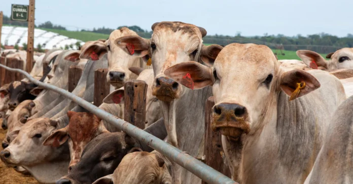 las-exportaciones-de-carne-vacuna-de-brasil-alcanzaron-un-record-de-10.000-millones-de-dolares-y-luego-chocaron-contra-el-muro-de-china