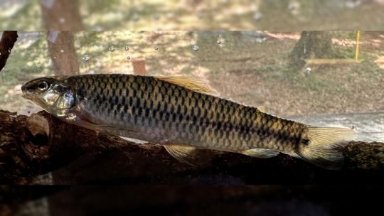 descubren-una-nueva-especie-de-pez-que-habita-rios-de-montana 