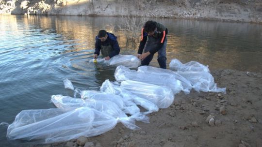 punta-negra-suma-600-pejerreyes-reproductores-para-conservar-el-ecosistema-acuatico