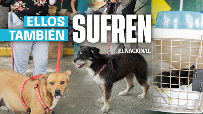 ellos-tambien-son-victimas-del-terremoto