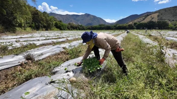 cada-gota-cuenta-en-el-valle-del-cauca:-agricultores-y-ganaderos-se-preparan-para-cosechar-agua-y-frenar-los-efectos-de-el-nino