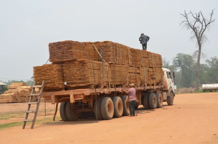 exportaciones-forestales-caen-por-debajo-de-los-niveles-de-la-pandemia-y-el-sector-enfrenta-la-mayor-crisis-de-su-historia