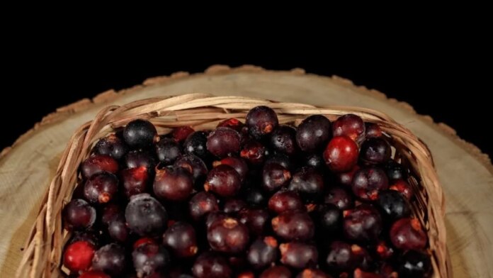 el-corozo,-reconocido-fruto-del-caribe-que-se-usa-en-vinos,-jugos-y-helados,-ahora-queda-protegido-por-primera-vez-con-una-resolucion-en-colombia.