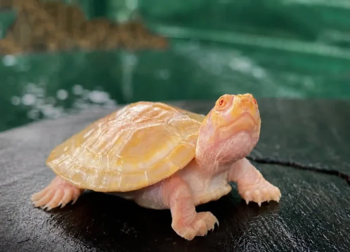 una-pequena-peta-de-rio-albina-nace-en-manuripi