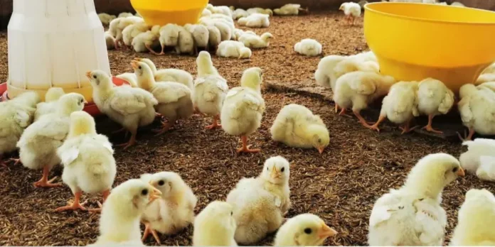 avicultores-fijan-nuevo-precio-del-kilo-de-pollo-vivo-en-bs-8