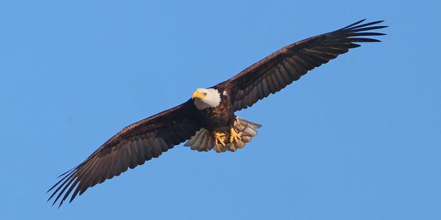 especes-menacees:-la-administracion-trump-ataca-a-una-ley-emblematica-de-proteccion-de-la-naturaleza