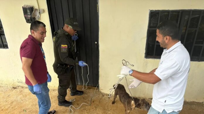 video-|-diez-perros-atrapados-en-la-miseria:-el-impactante-rescate-que-conmociona-a-medellin