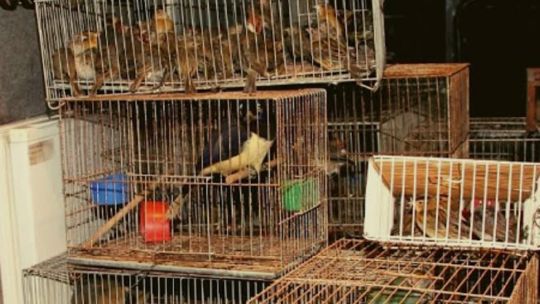 el-trafico-ilegal-de-fauna-silvestre-ya-es-la-cuarta-industria-ilicita-mas-rentable-del-planeta