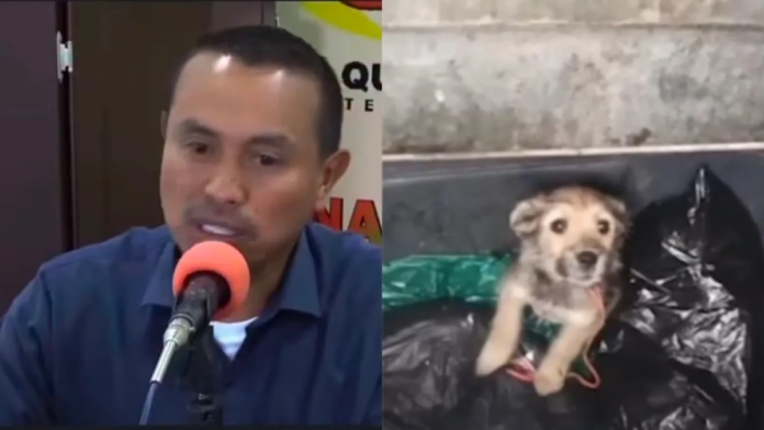 alcalde-en-risaralda-propone-multar-a-quienes-den-comida-a-perritos-de-la-calle:-‘ni-se-le-sucede’,-responde-la-senadora-andrea-padilla