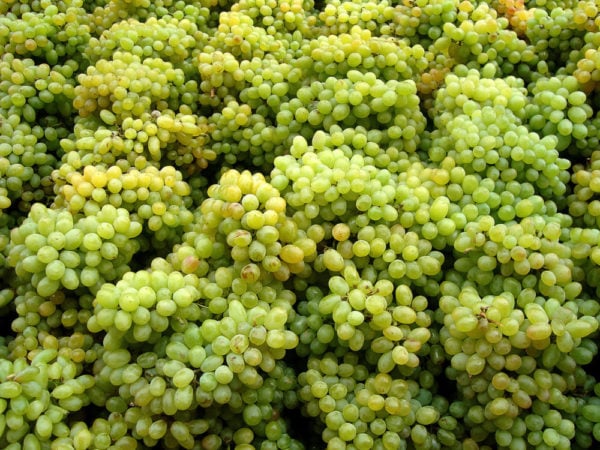 un-importador-respaldado-por-chile-quiere-una-decima-parte-del-mercado-de-uvas-de-ee-uu.
