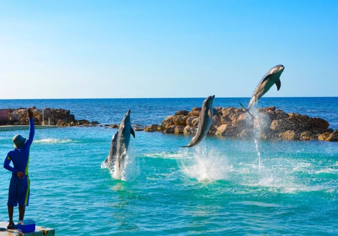una-empresa-de-115-dias-esta-comprando-el-control-de-dolphin-cove-de-jamaica