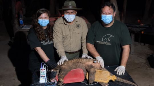 rastrean-con-gps-a-un-tatu-carreta-gigante-en-el-corazon-de-el-impenetrable