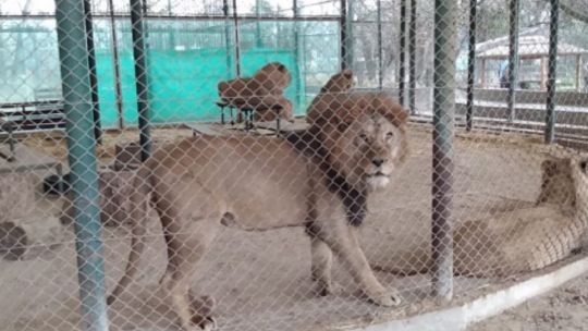 trasladaran-a-30-felinos-del-ex-zoologico-de-lujan-a-santuarios-de-estados-unidos-y-sudafrica