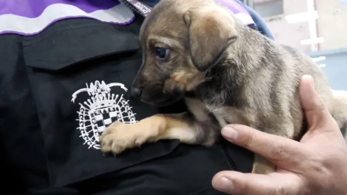 lanzan-campana-para-dar-en-adopcion-a-25-cachorros