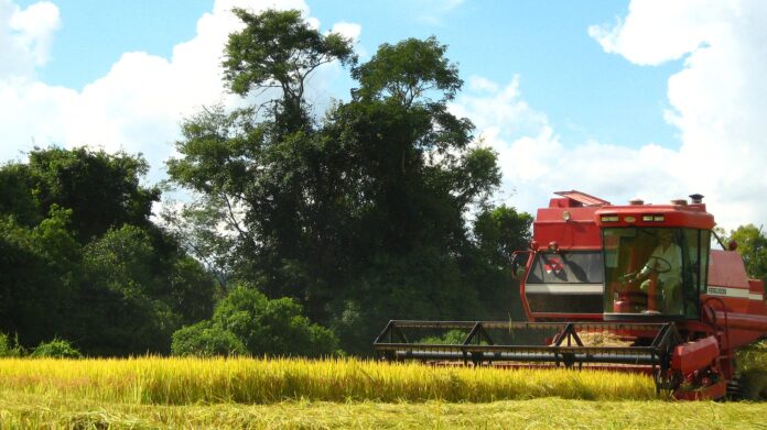 el-gigante-del-arroz-camil-se-hunde-un-18%-despues-de-que-sus-ganancias-cayeran-a-mas-de-la-mitad