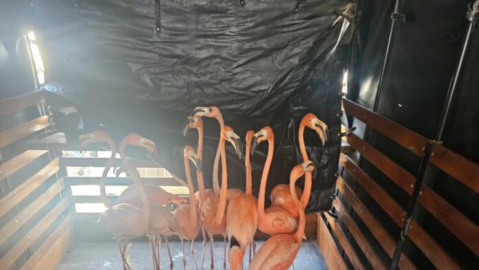desarticulan-red-de-trafico-de-fauna-silvestre-en-barranquilla-y-turbaco-(bolivar):-fueron-rescatados-109-animales-en-peligro-de-extincion