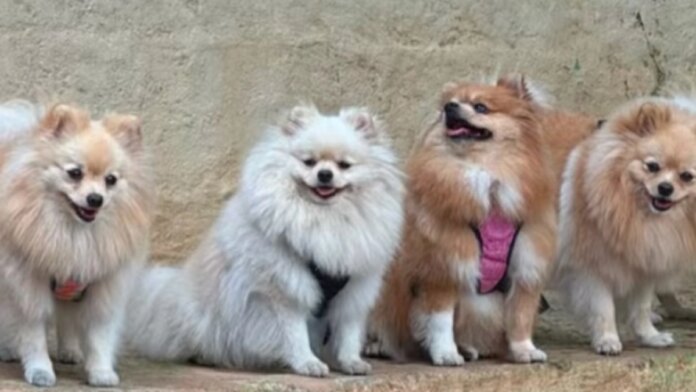 cinco-perritos-pomerania-fueron-robados-durante-un-asalto-a-mano-armada-en-cali:-‘les-pido-que-se-toquen-el-corazon-y-nos-devuelvan-a-nuestros-bebes’