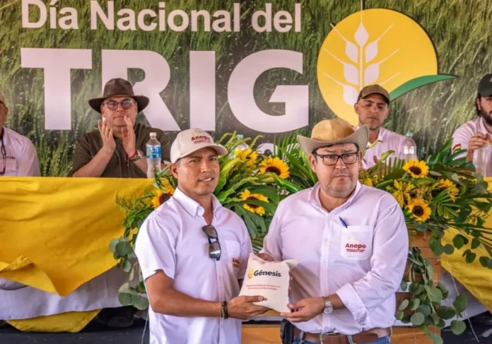 lanzan-trigo-‘transgenico’-y-piden-un-seguro-agricola