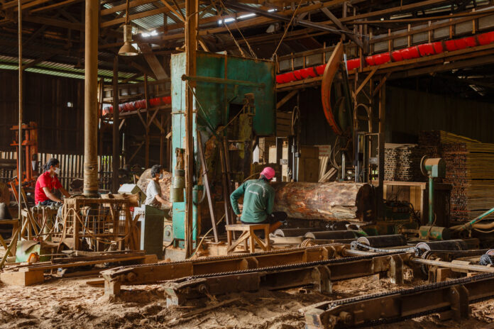 el-comercio-de-madera-de-bolivia-se-aclara-mientras-el-caso-de-cocaina-colapsa