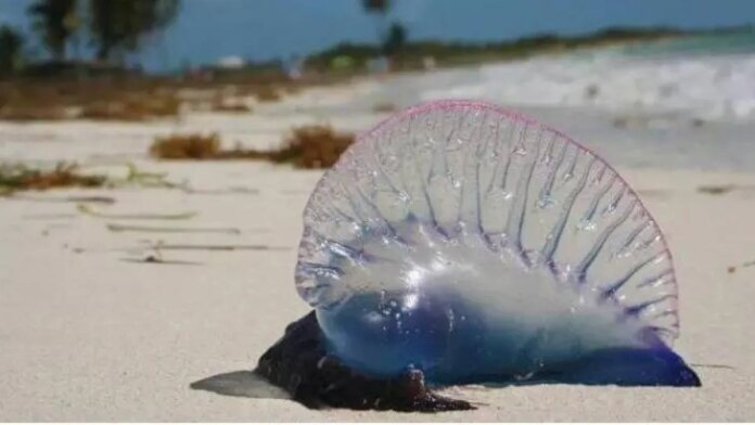 ¿va-para-la-playa-este-puente-festivo?-tenga-tras-precaucion-la-alerta-de-dimar-que-reporta-la-presencia-de-‘agua-mala’-en-el-mar-de-la-region-caribe